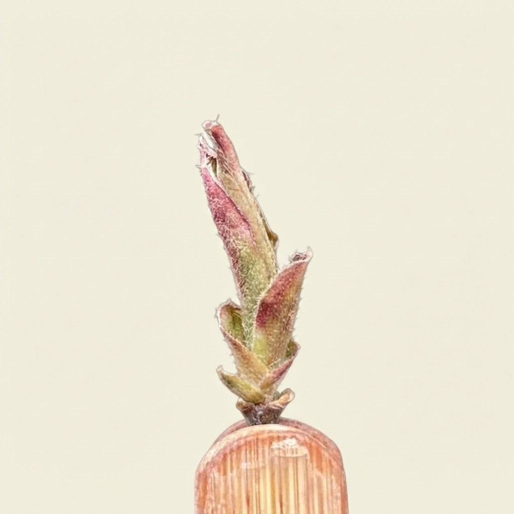 Wild Purple Tea Buds (Ziya Bao)